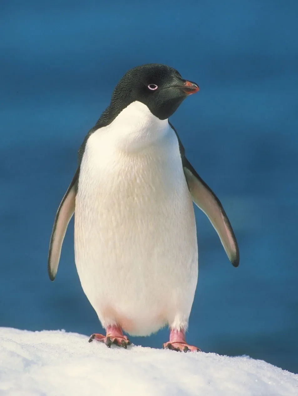 Adelie-penguin