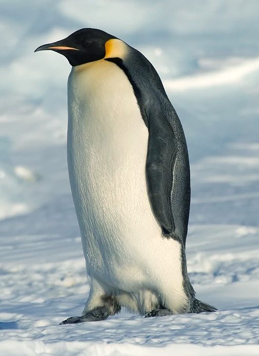 Emperor_Penguin_Manchot_empereur