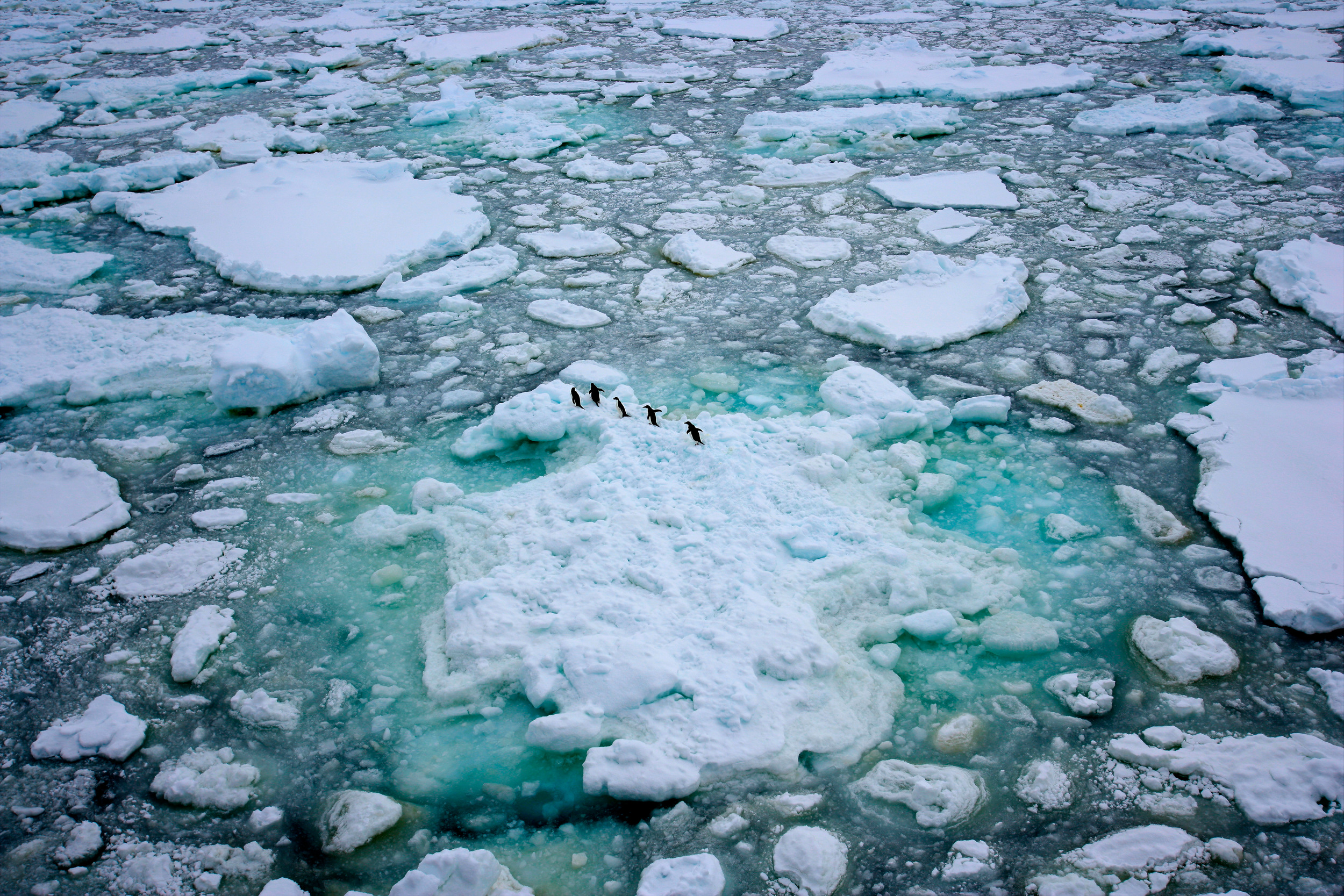 A group of Adeli Penguins are seen here in Antarctic sea ice.