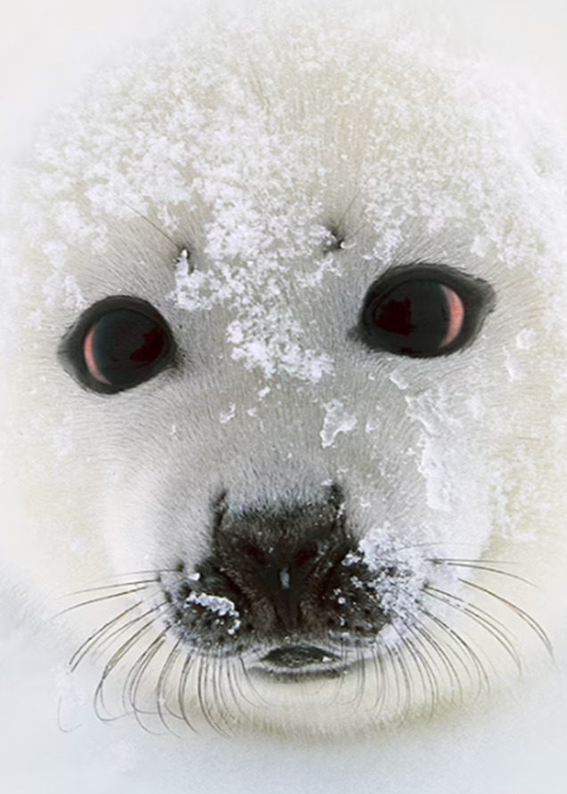 seal pup